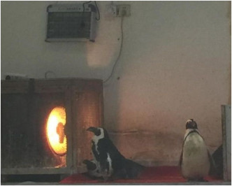 企鵝排隊圍火爐取暖。網圖
