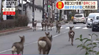 奈良鹿衝出馬路。網圖
