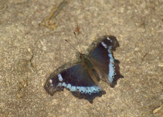 「琉璃蛱蝶」近年在港发现次数及数目均下降。绿色力量提供图片