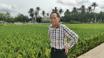 袁隆平是研究与发展杂交水稻的开创者。