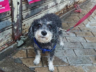 網民形容小狗當時已經濕透。西環變幻時facebook群組圖片