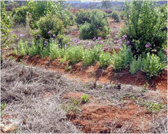 两名村民菜园中种植逾千株罂粟。