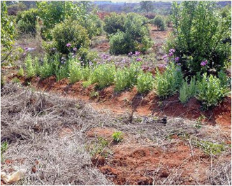 兩名村民菜園中種植逾千株罌粟。