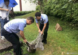 在機場停機坪內卻有1隻一級保護動物黑麂被圍困。網圖