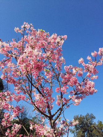 大學內的紫荊花、黃鈴木、櫻花開得尤其燦爛優美。網圖