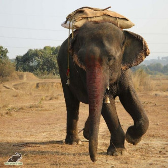 大象已不能够正常地举起前肢，估计是因为长年累月工作，因而造成慢性骨关节炎和关节退化。