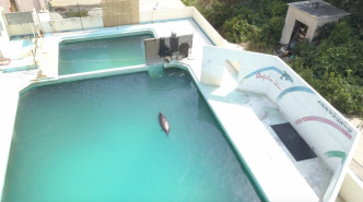 Honey被困泳池。Dolphin Project图