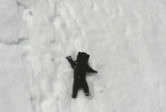 小熊偕熊媽媽爬雪山。網上圖片