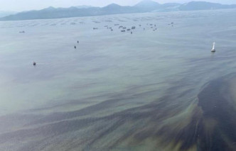 深圳灣海域出現異彎藻和中肋骨條藻紅潮。(網圖)