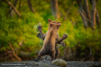 与熊共舞。（comedywildlifephoto官网相片）