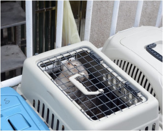 愛協人員將該批貓咪檢走交獸醫作進一步檢查。歐陽偉光攝