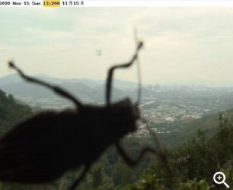 一只昆虫在天文台镜头前被捕捉到身影。网民Eari Lau截图