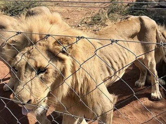 10只狮子严重营养不良，瘦至皮包骨。网图