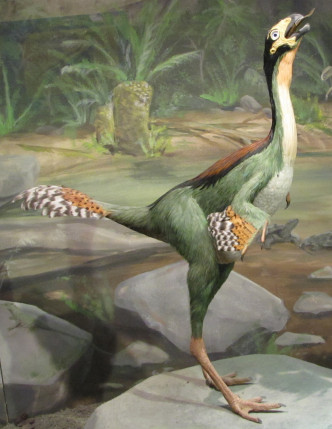 辽西热河生物群的尾羽龙复原图。网上图片