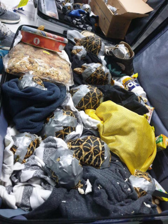 菲律賓機場行李檢逾1500隻活龜。網上圖片