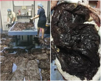 兽医剖验尸体在领航鲸体内总共找到80个胶袋。fb图片