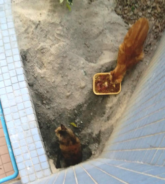 現場有貓從泥土中爬出來。網民Yung Anita 圖片