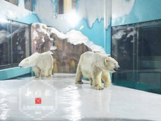區內北極熊的活動空間有限。網圖