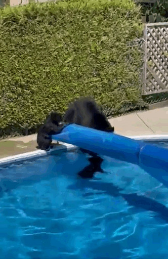 另一頭小熊趴在池邊不敢下水。twitter