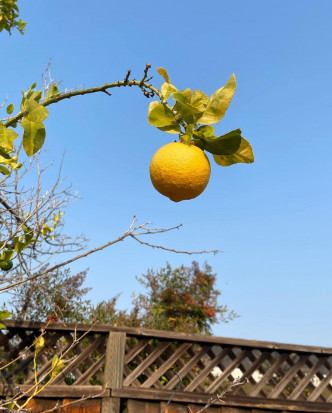 何雁詩童年成日經過嘅檸檬樹。