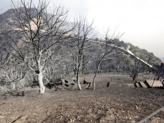 大量林木被焚毁。AP图