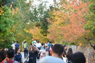 枫香林有数棵枫叶已变红，成为游人拍照「打卡」热点。