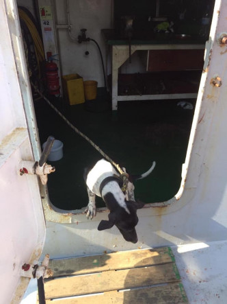 泰国一只狗误闯货船来港遭人道毁灭。Facebook群组「泰旅谷真好玩」图片