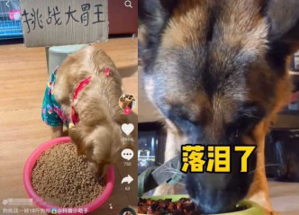 有狗狗被逼吃10公斤狗糧（圖右）；有狗狗一邊吃辣椒一邊落淚。網圖