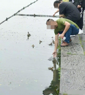 部分人更會動手，及用網去抓鴛鴦。網圖