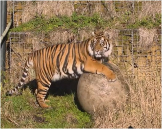 Asim10天前從丹麥動物園接到倫敦動物園。AP