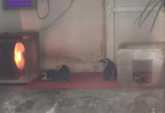 四川成都動物園內企鵝難抵寒流圍爐取暖。網上圖片