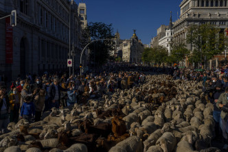 西班牙馬德里街頭「羊山羊海」。 （美聯社）