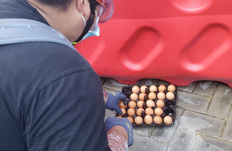 有示威者準備向立法會大樓掟雞蛋。