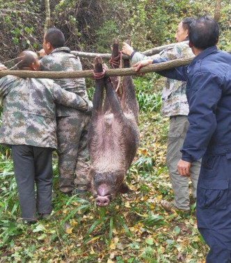 縣林業局向專業捕殺隊開價，捕殺一隻野豬酬勞2,000元。互聯網圖片