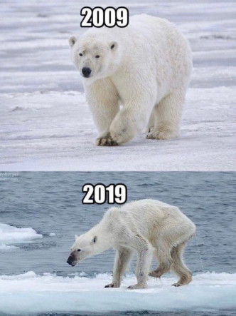 10年間北極熊的困境進一步加劇。網上圖片