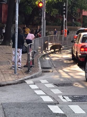 野猪在铜锣湾散步。突发事故报料区‎网民Muimui Chui图片