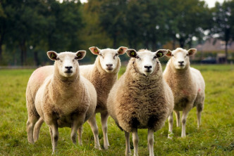 新加坡贸工部长陈振声称棉花产自绵羊。Unsplash图片