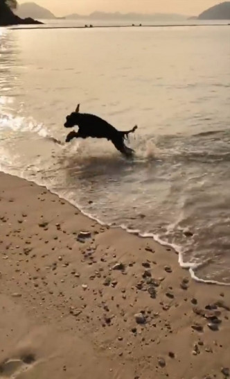狗狗走入水中玩，十分开心。余文乐IG