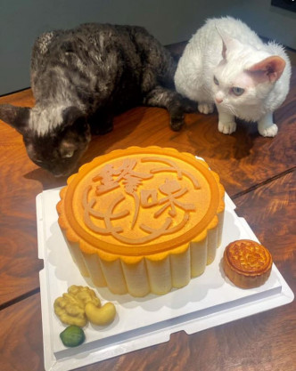 两只爱猫对月饼造型蛋糕十分好奇。