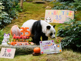 安安現年35歲，是人工飼養的最長壽雄性大熊貓。