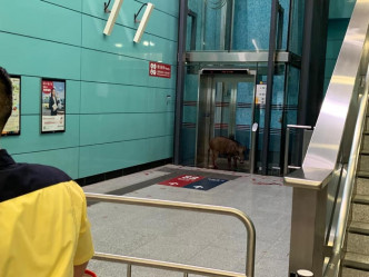 一隻疑似腳部受傷的野豬在堅尼地城港鐵站內出現。網民Edith Cheng‎圖片