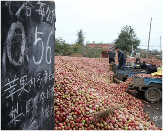 蘋果每公斤賣0.56元人民幣。