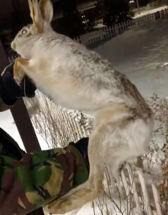 攝氏零下56度的哈薩克有野兔及狗隻在室外被凍死。（網圖）