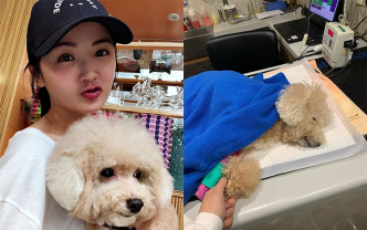 蔡卓妍一周內痛失兩隻愛犬「柚柚」和「荔枝仔」，對視狗狗如家人的她來說，其痛苦難以想像。
