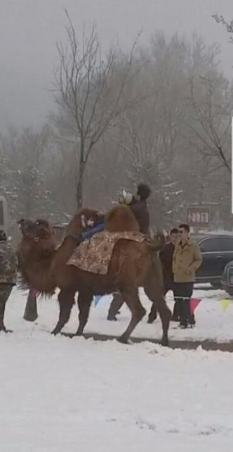 駱駝在雪地中緩慢前行幾步後突然抬起前腿發狂摔落兩人。網圖