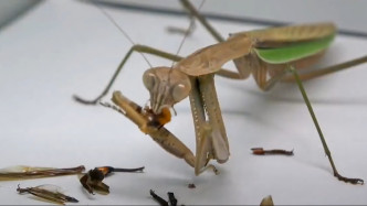 螳螂一分钟时间已经肢解「杀人蜂」。网上图片