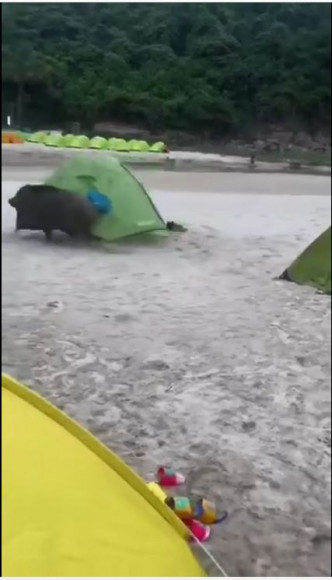 一隻野豬突然出現，並在看準一個綠色營後高速將它拖走。影片截圖