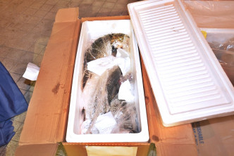 每箱截有約6至7條三文魚。