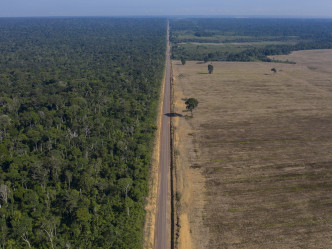 巴西去年度丧失了逾13,000平方公里森林。AP资料图片