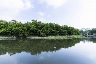 元朗排水繞道的淺水池。黃偉綸網誌圖片